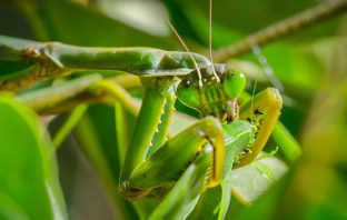 A praying mantis feasts on a katydid in the Madagascan jungle. Image credit: Silverback Films