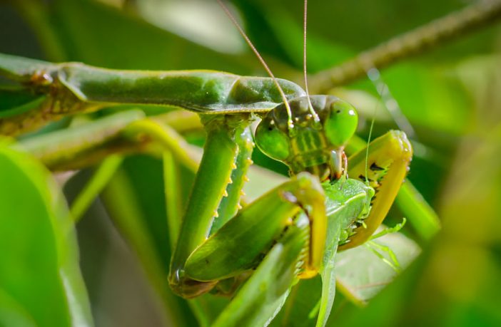 A praying mantis feasts on a katydid in the Madagascan jungle. Image credit: Silverback Films