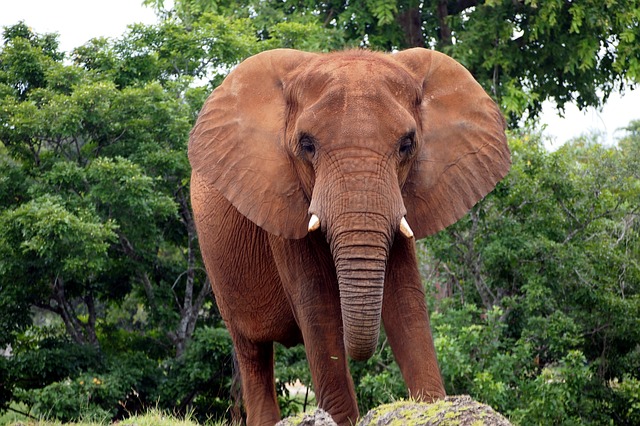 african elephant photo