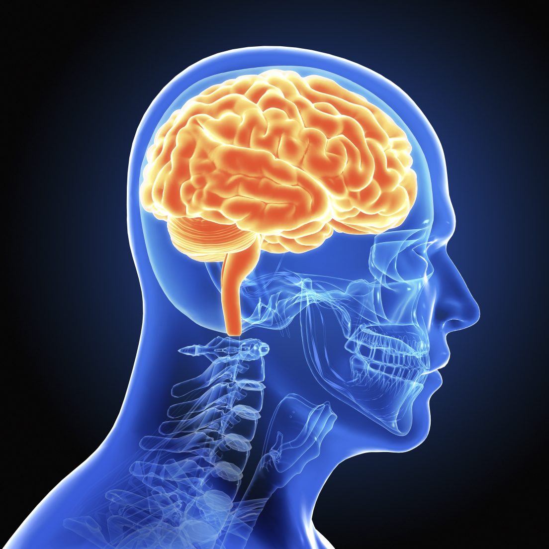 Human Male Brain Scan Image By Cgtoolbox Ou News