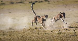Cheetah and wildebeest