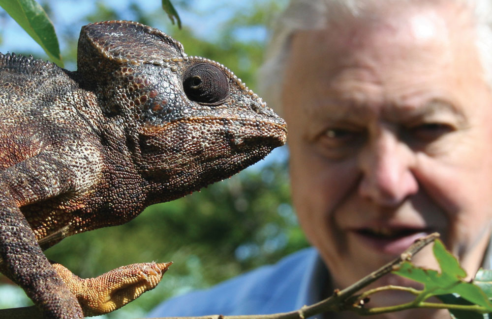 Happy 90th Birthday To Sir David Attenborough Ou News