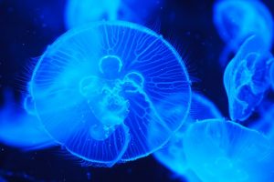 Jellyfish and micro-plastics
