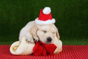 Christmas dog sleeping
