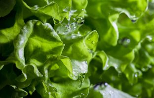 lettuce with drops