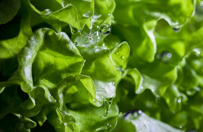 lettuce with drops