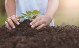 Image of hands planting a seed in soil