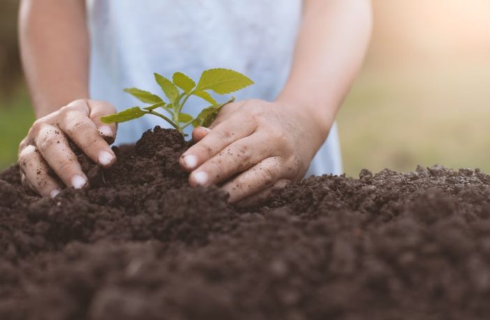 Image of hands planting a seed in soil