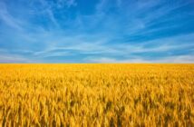 Field of corn with blue sky, representative of the Ukrainian flag