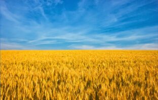Field of corn with blue sky, representative of the Ukrainian flag