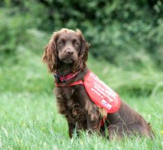 New project launched to train dogs in early diagnosis of bowel cancer